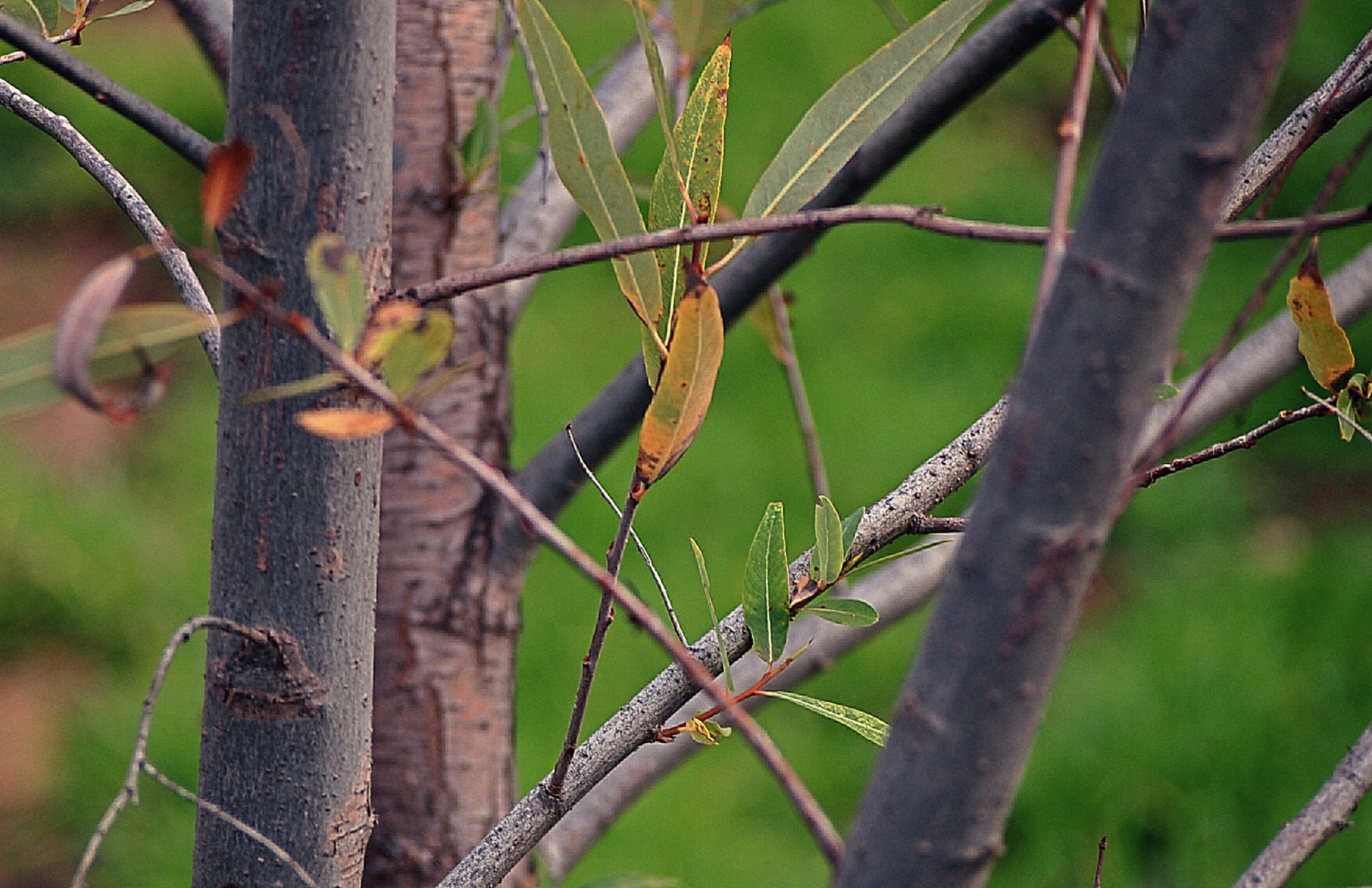 cottonwood x3.jpg