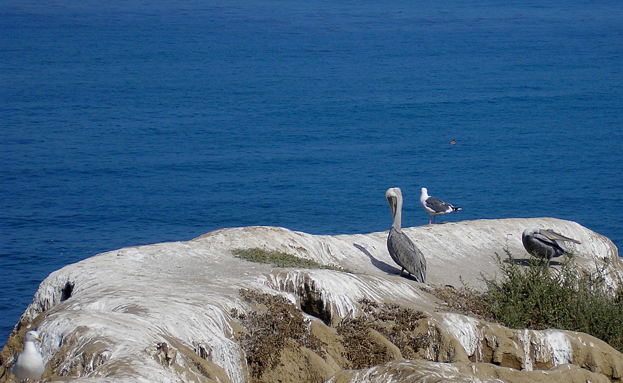 cove pelican-gull crop.jpg