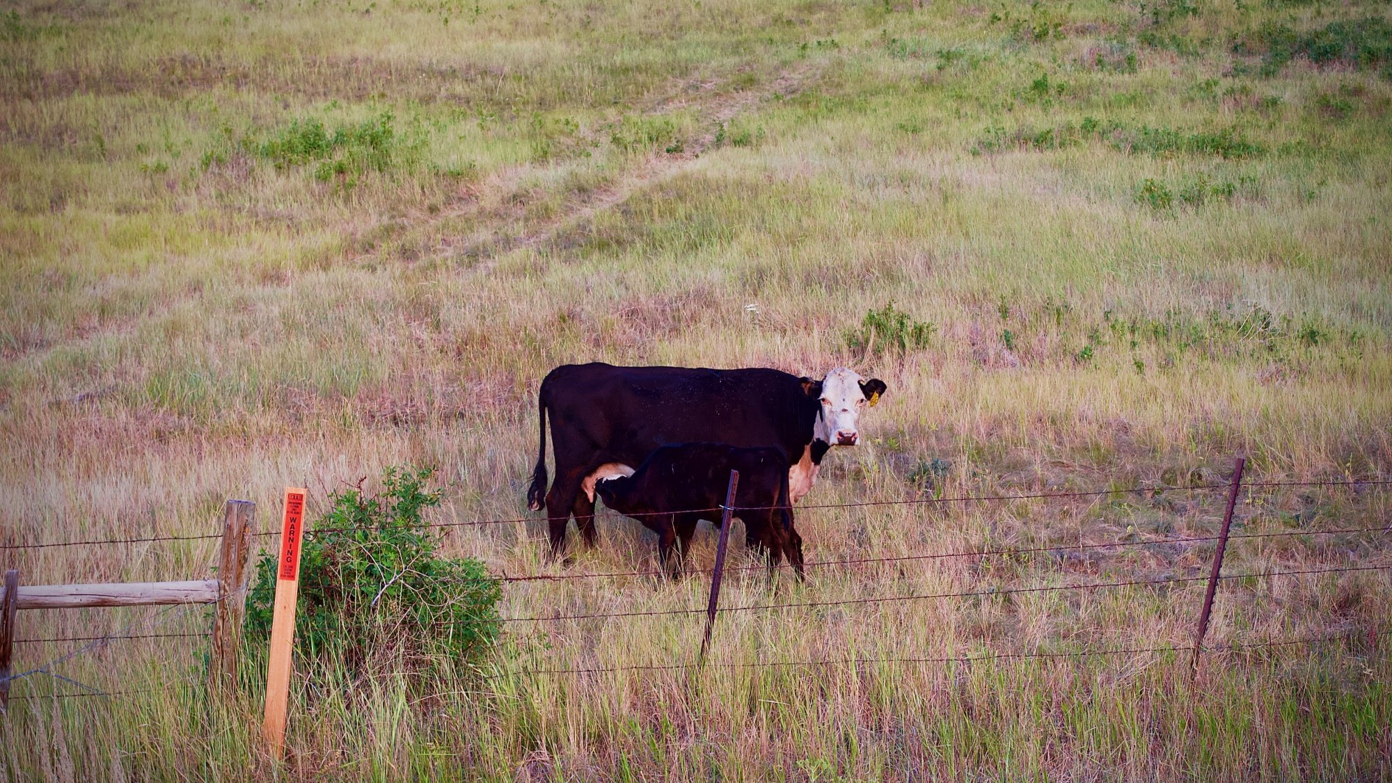 cow - 1.jpeg