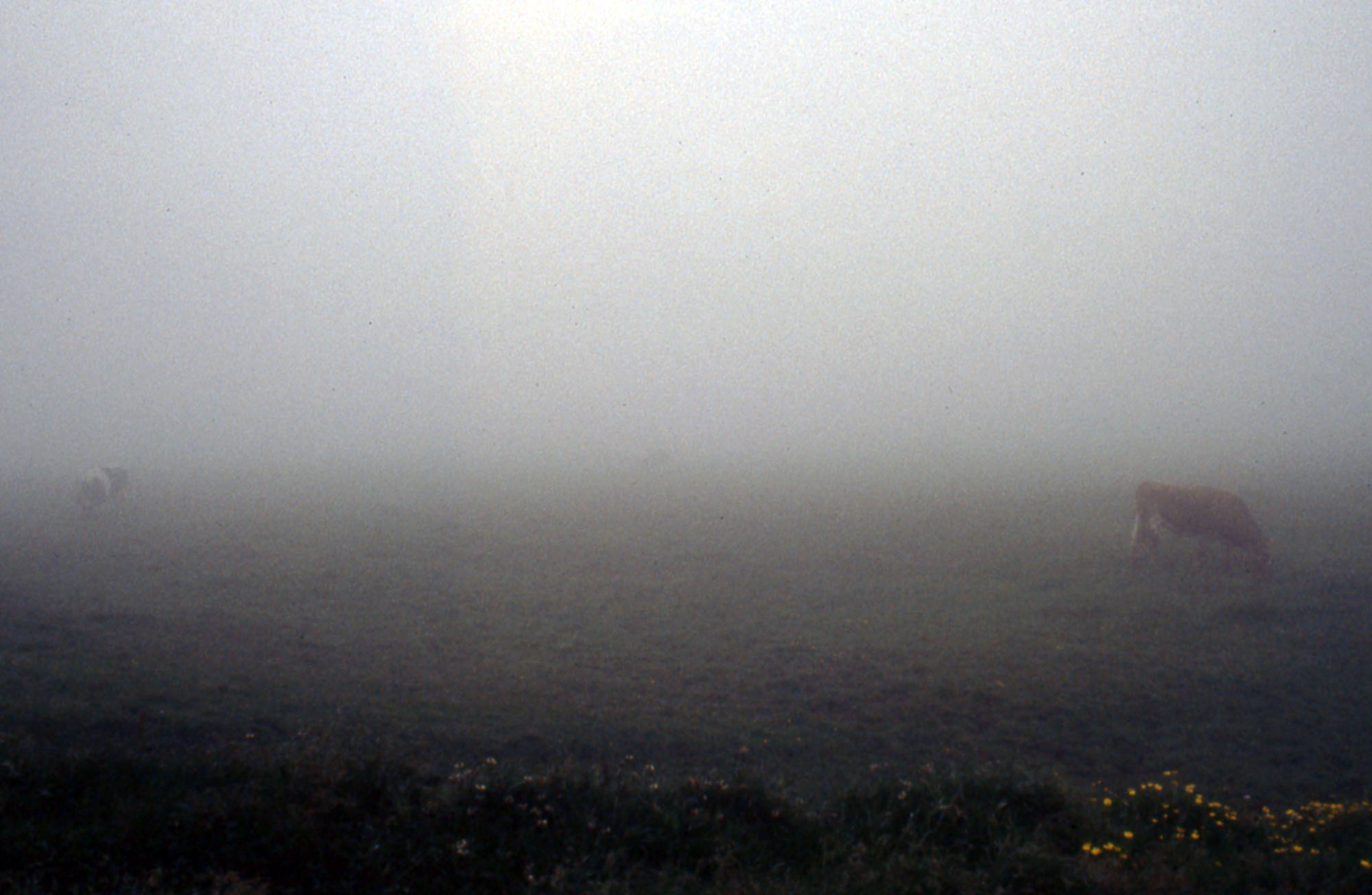 cows fog - 2000px.jpg