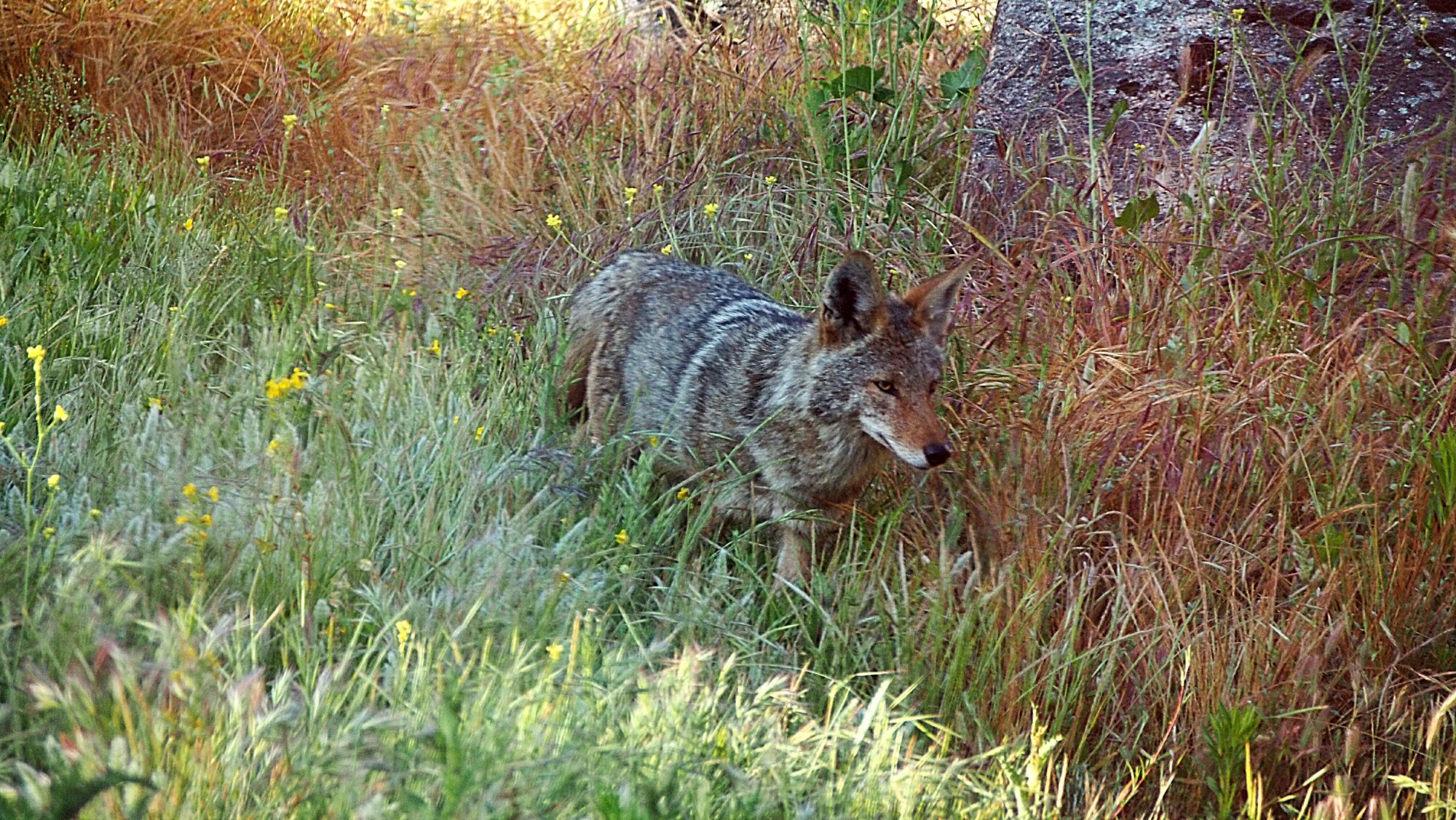 coyote 2 psx_compress42.jpg