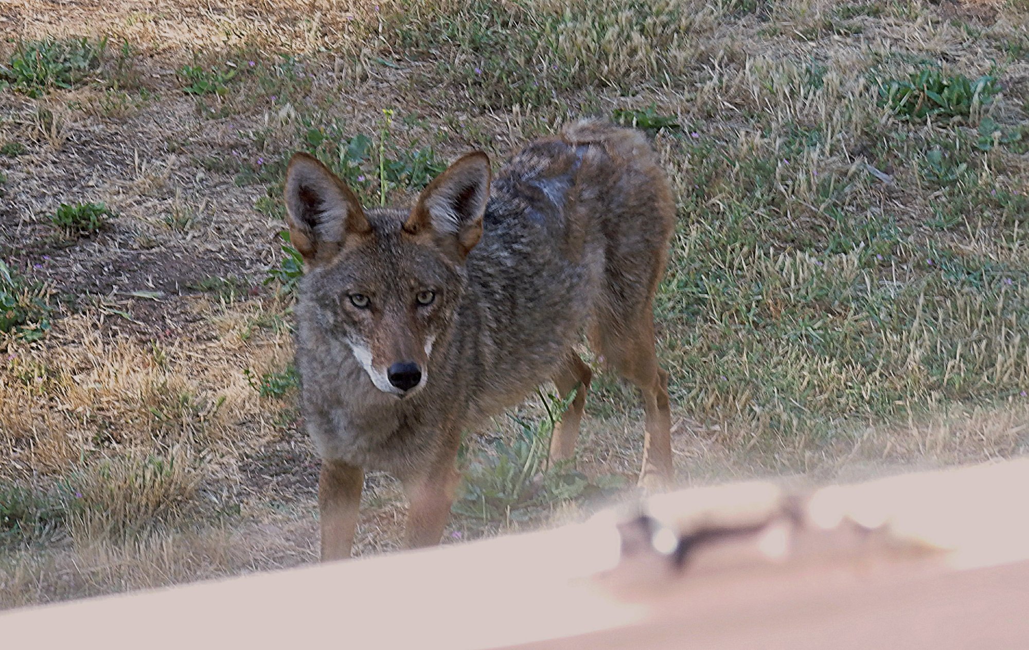 coyote at window 2xx.jpg