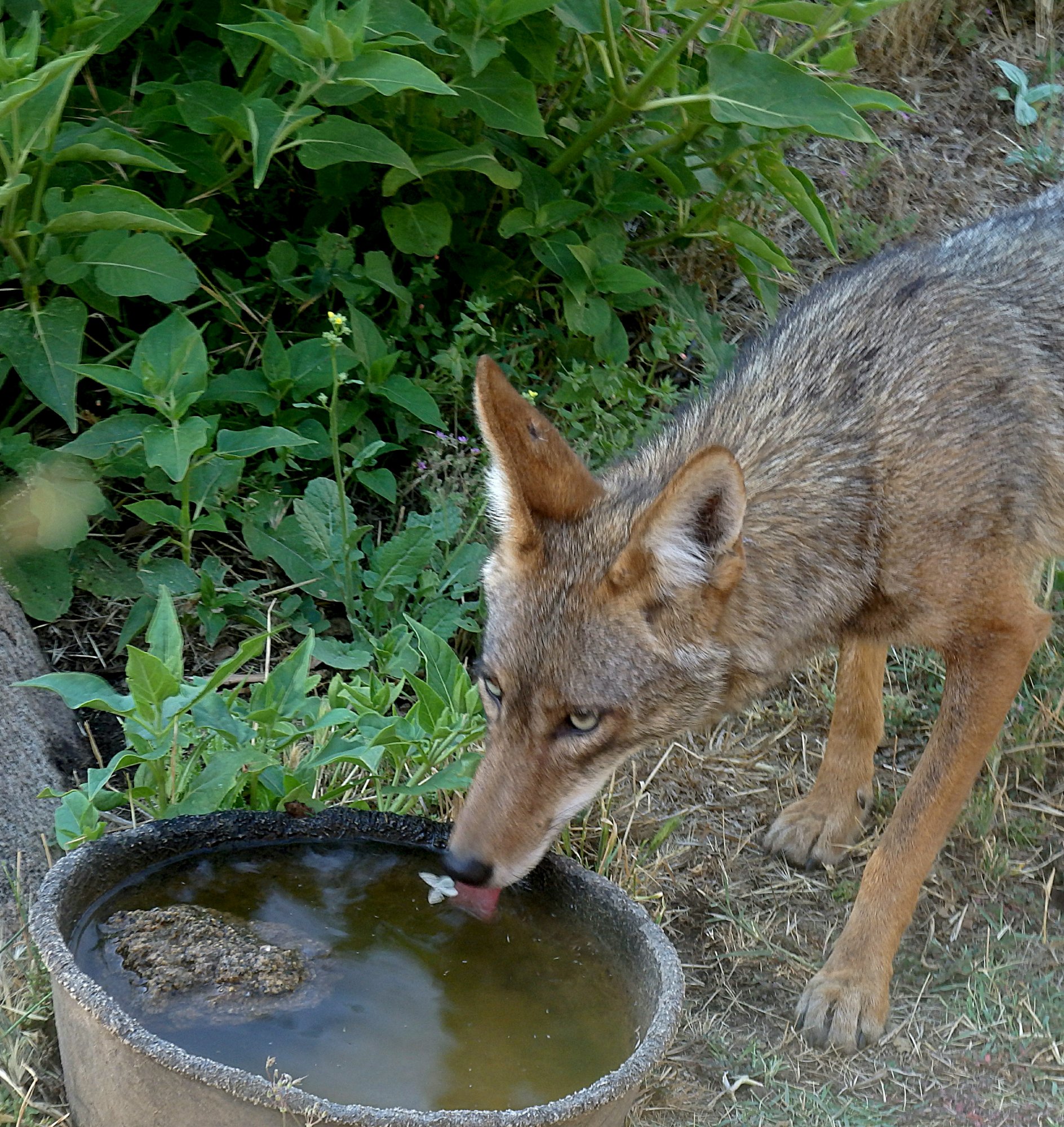 coyote drinking close to windowx crop.jpg