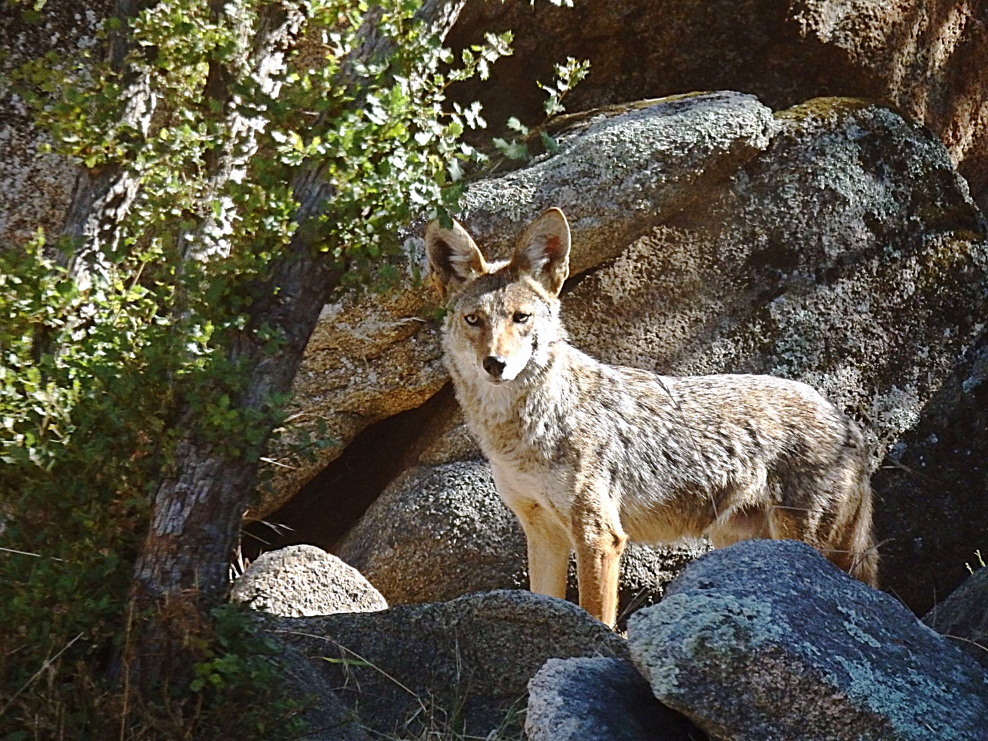 coyote in rock outcropping behind house.jpg