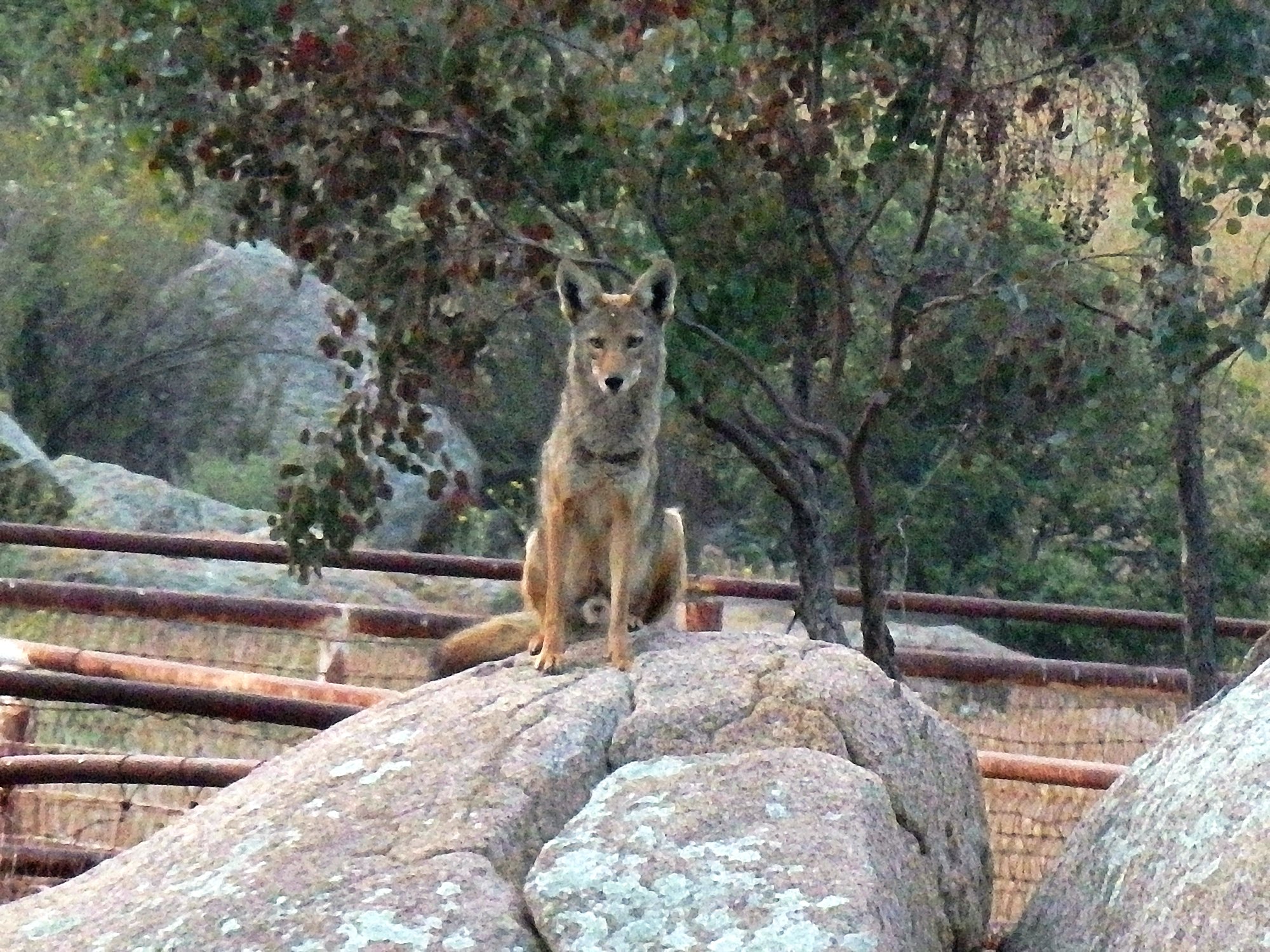 coyote on boulder in horse penx.jpg