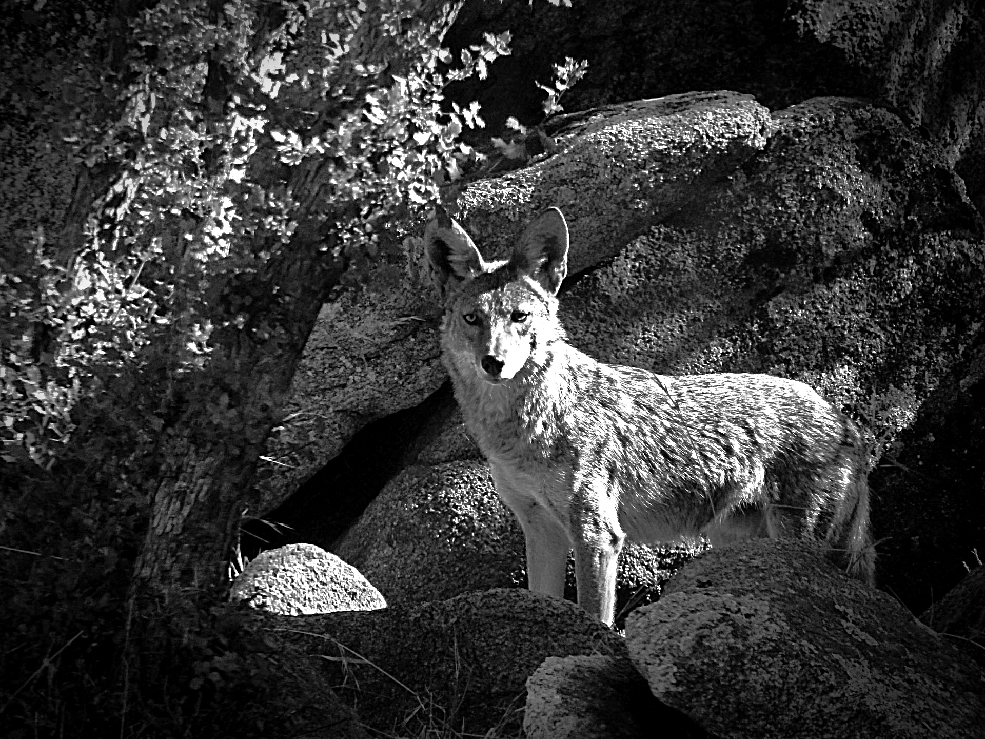 coyote on rocks bwx.jpg