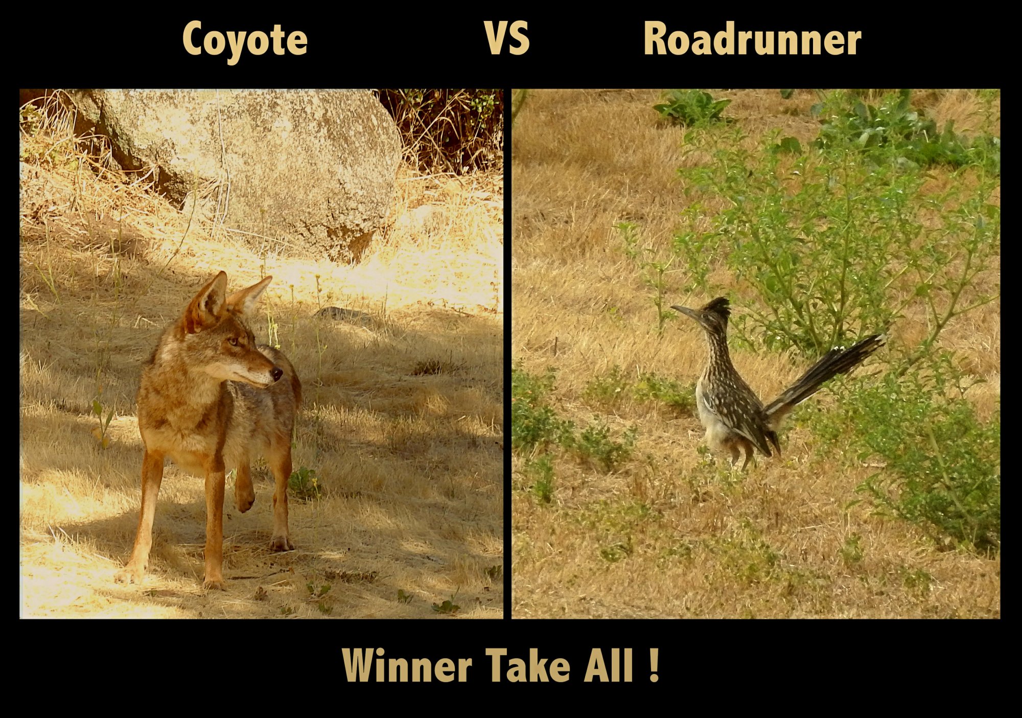 coyote vs roadrunner x.jpg