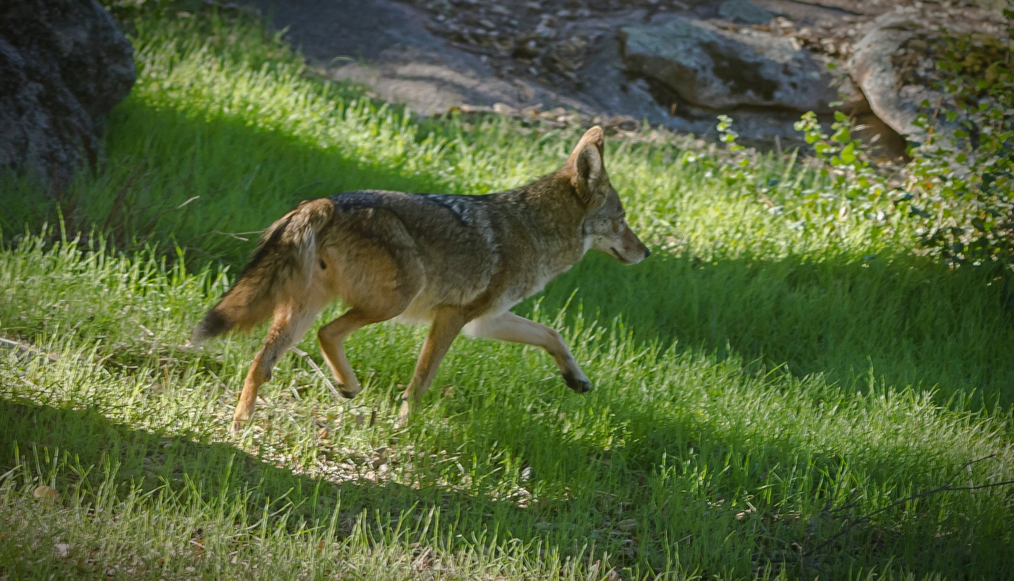 coyote waling away 2372 12.09 x.jpg