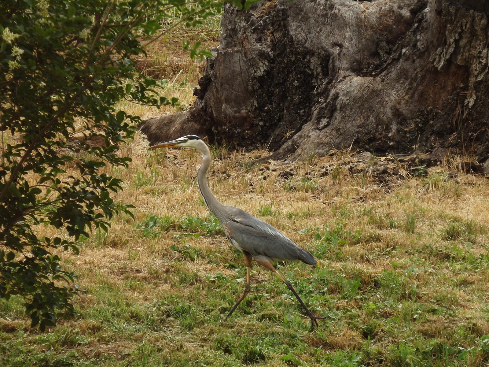 crane walking 3 copy.jpg