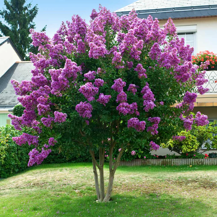 Crape_Myrtle_Twilight.png