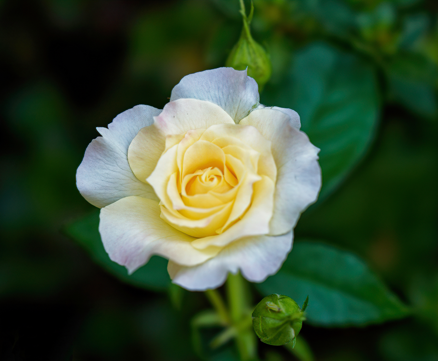 Creamy White Rose.jpeg