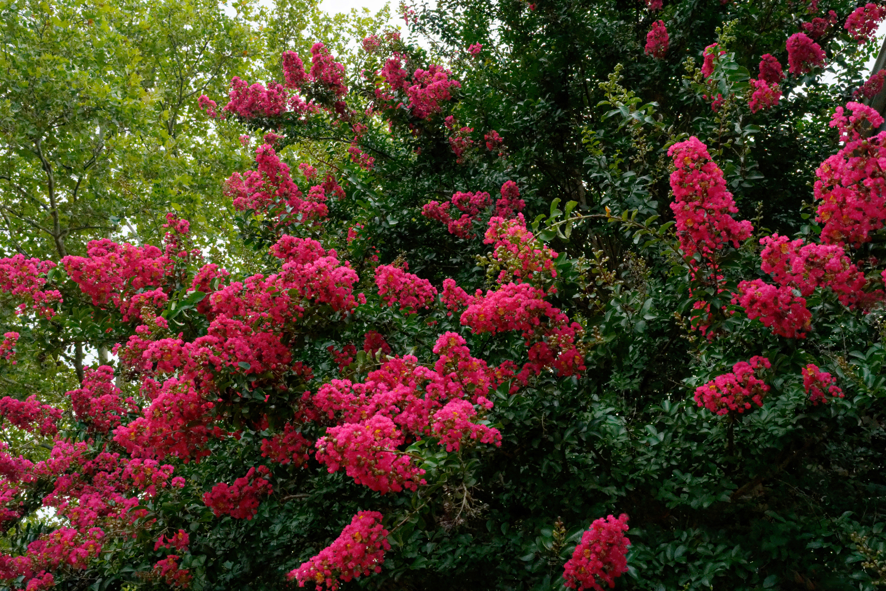 Crepe Myrtle at Midsummer.jpeg