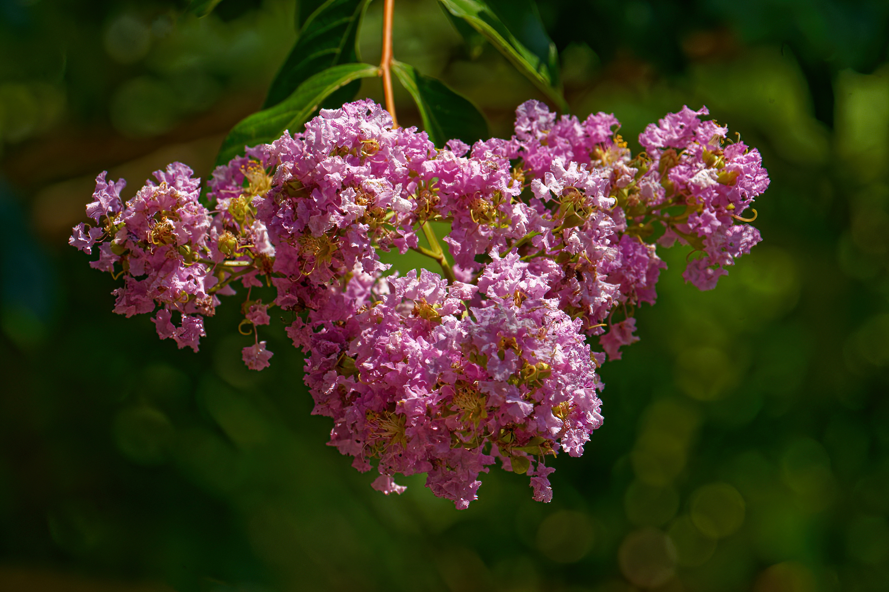 Crepe Myrtle Blossom?.jpeg