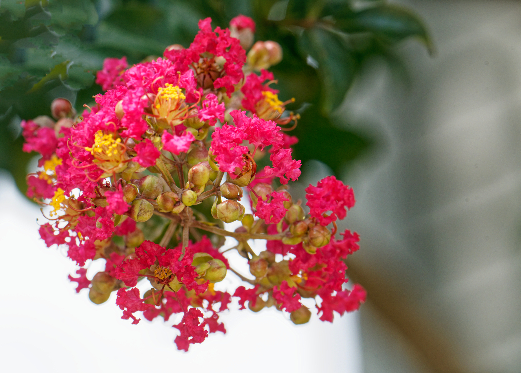 Crepe Myrtle in Bloom.jpeg