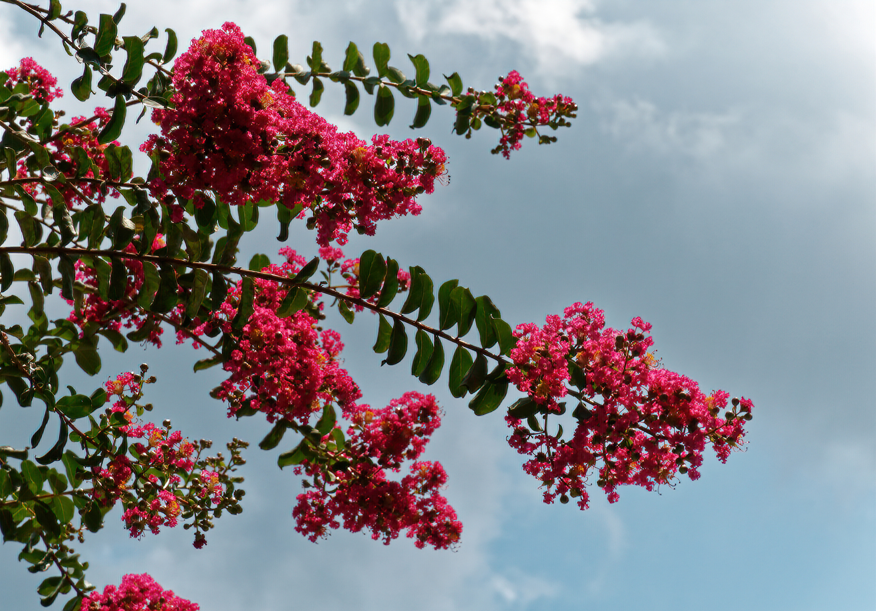 Crepe Myrtle in Bloom.jpeg