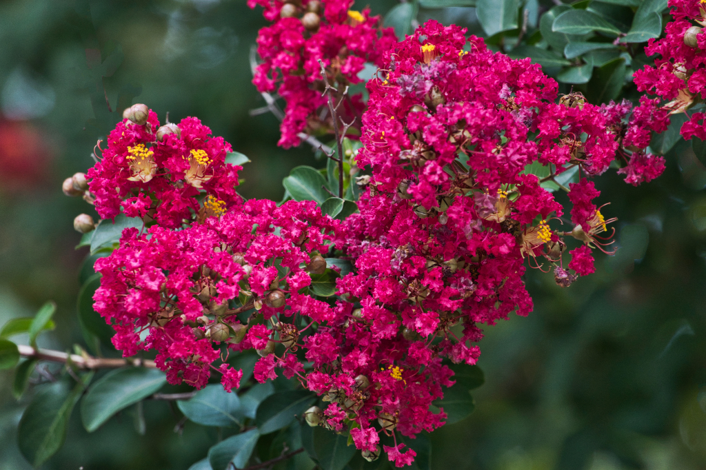 Crepe Myrtle.jpeg