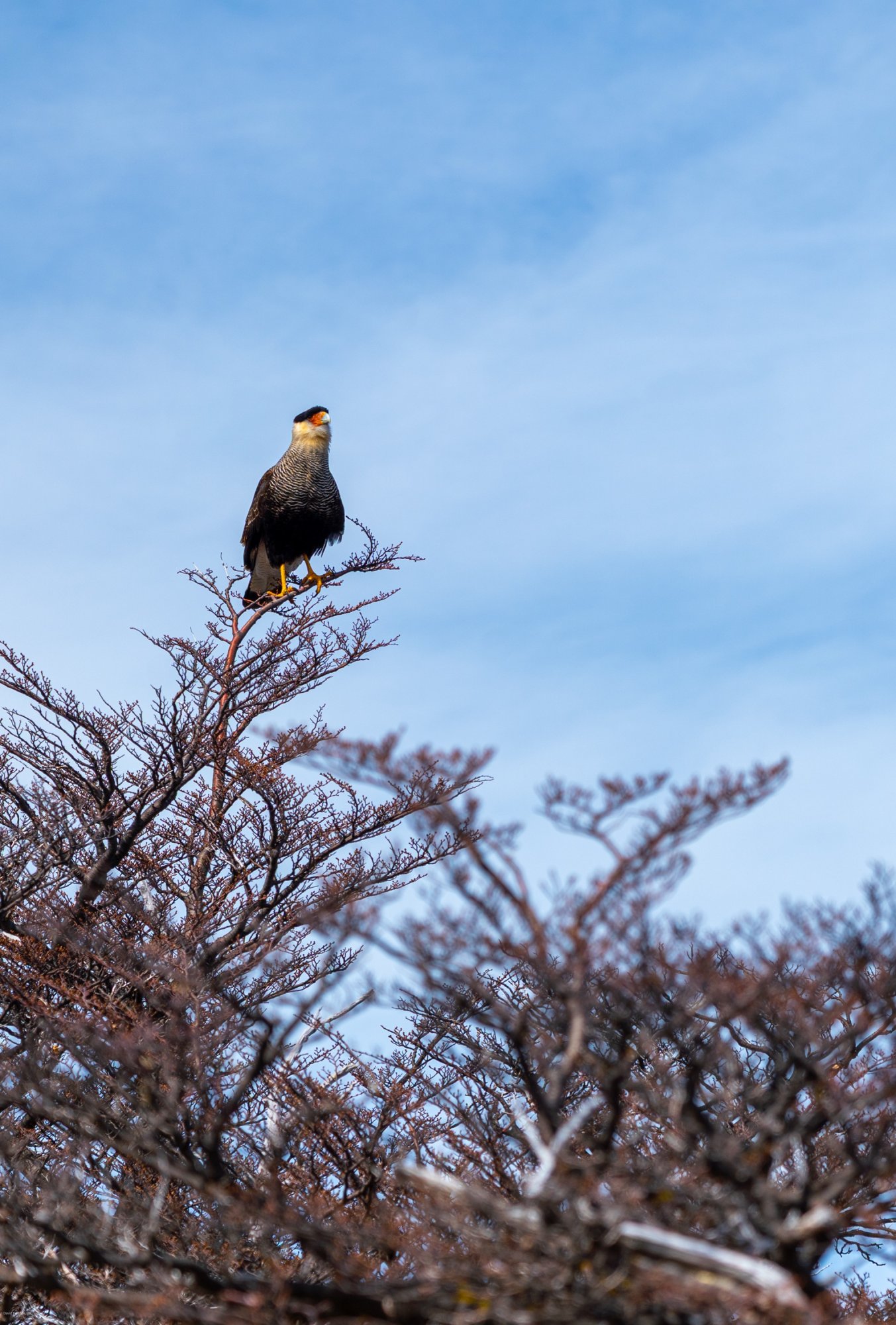 Crested Caracara.jpg