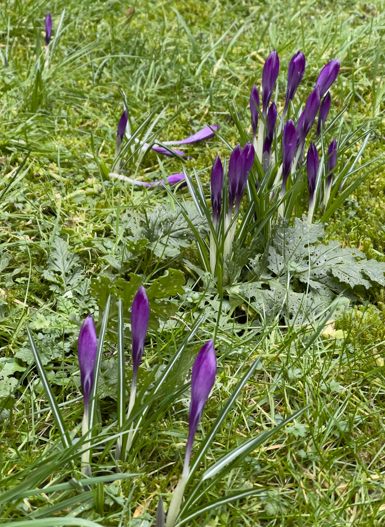 Crocus-0603.jpg