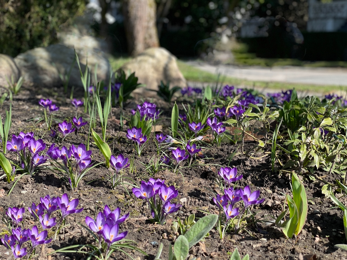 Crocus -Purple.jpeg