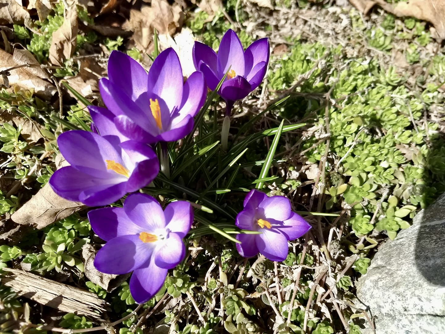 crocus2.jpg