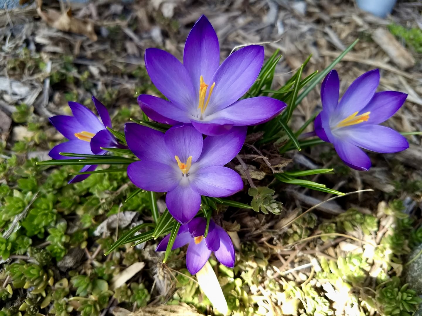 crocus3.jpg