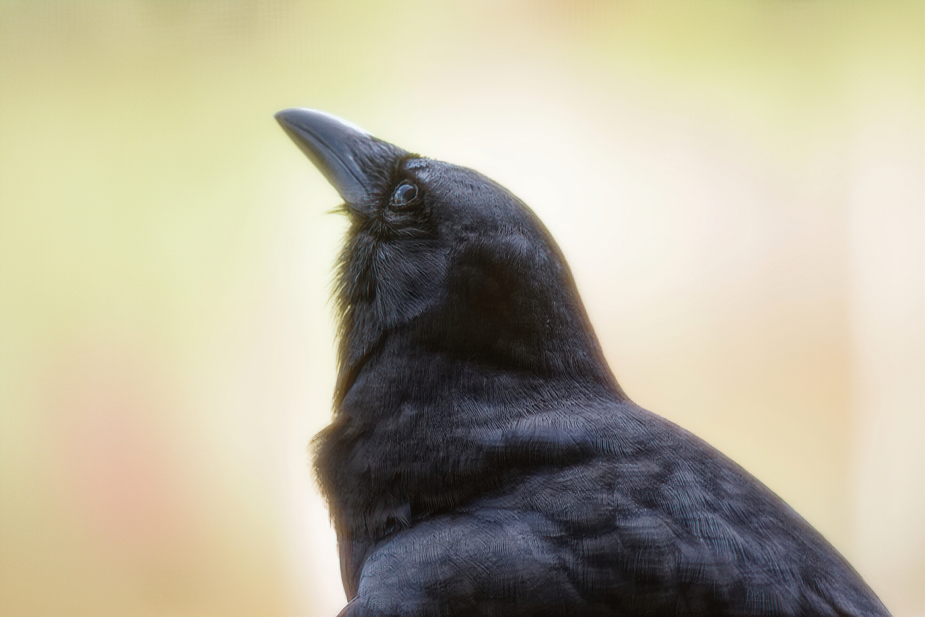 Crow Headshot.jpeg