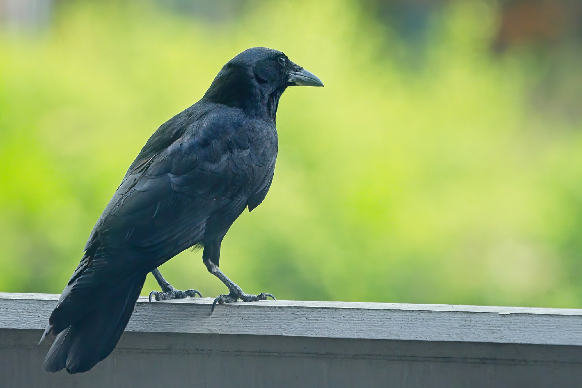 Crow on the Railing.jpeg