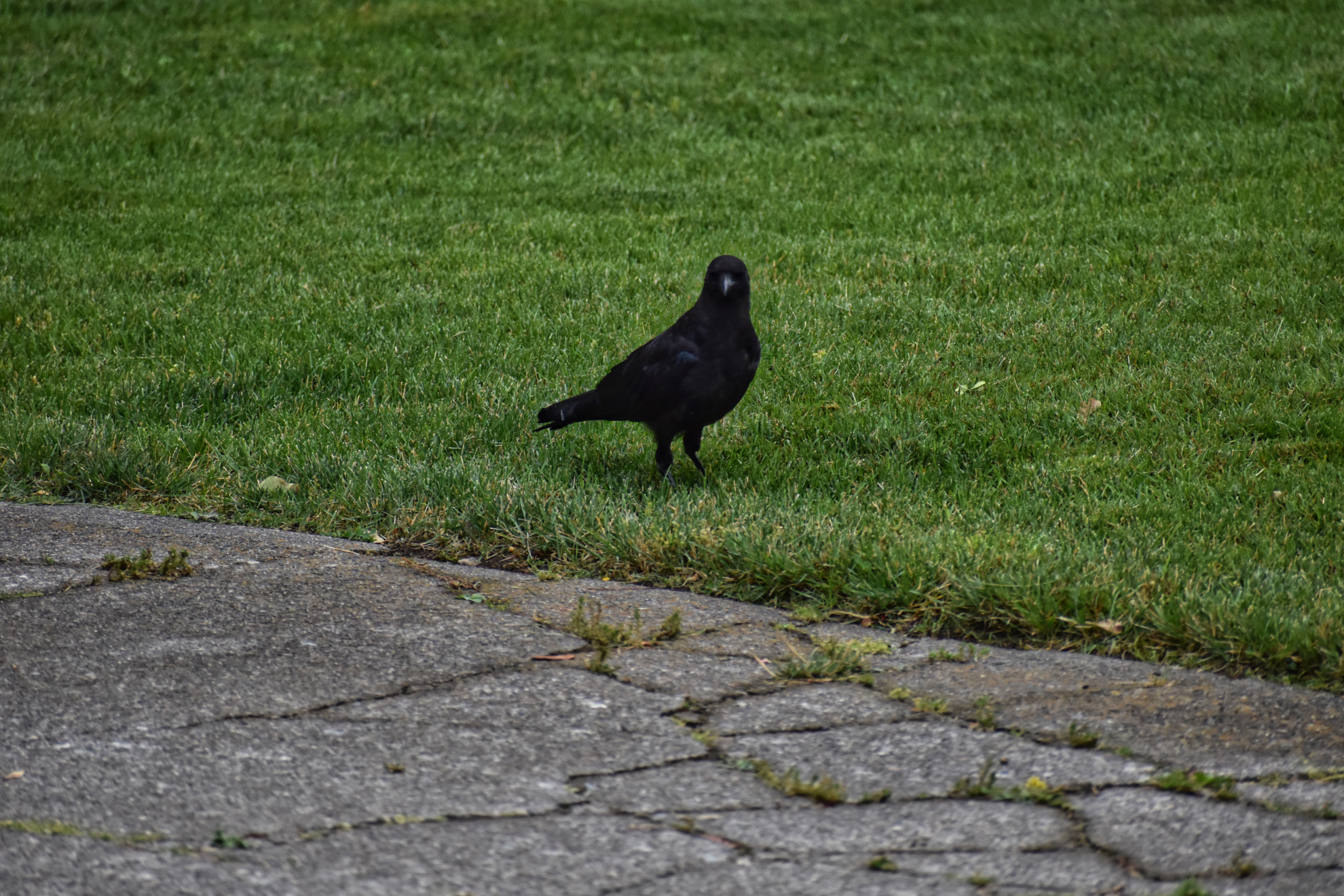 crow_driveway.jpeg