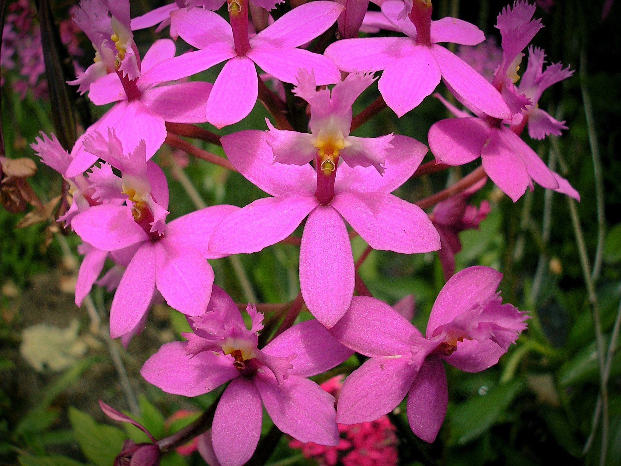 Crucifix orchid x.jpg