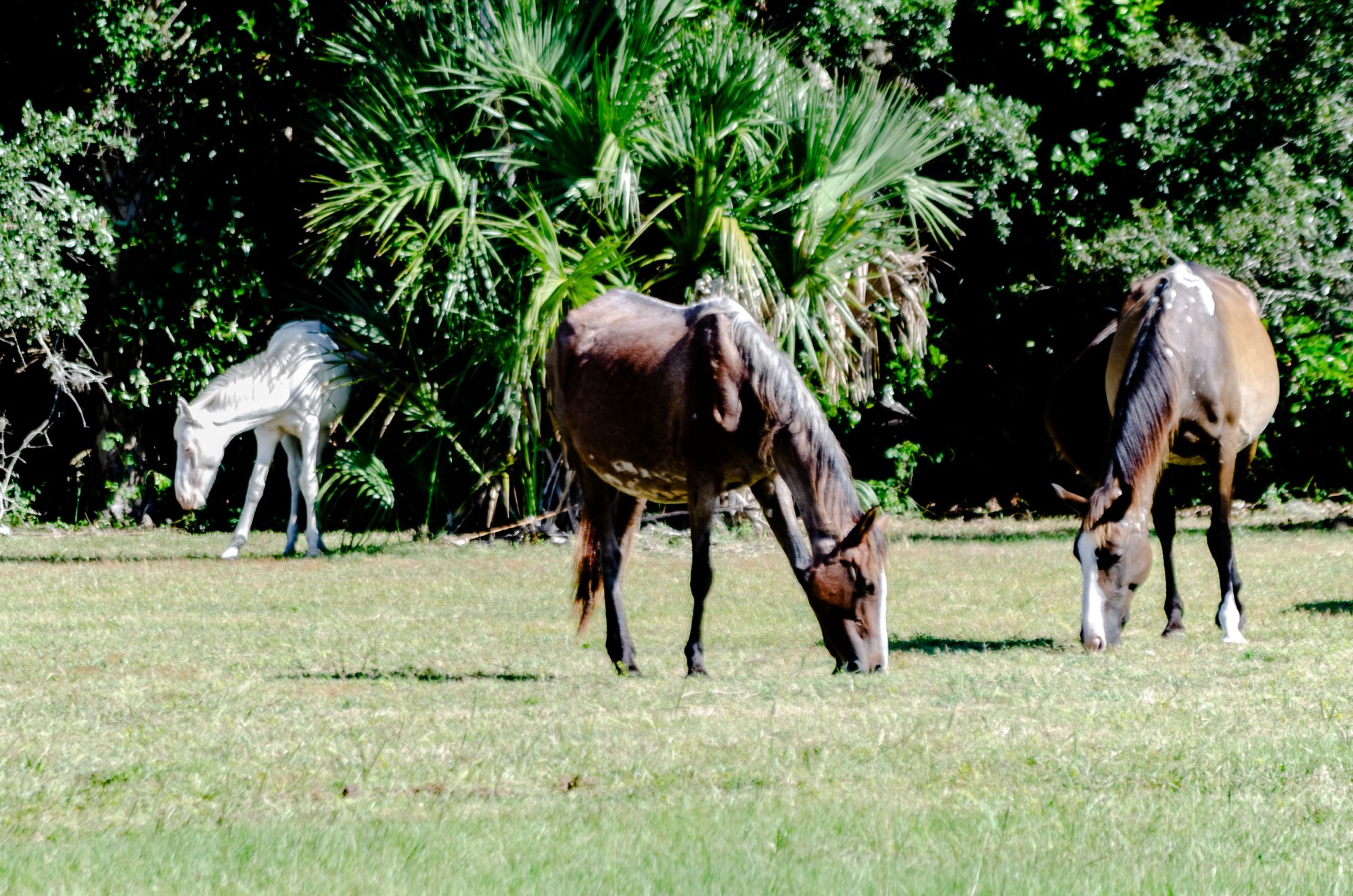 Cumberland Island Horses 2500px-1.jpg