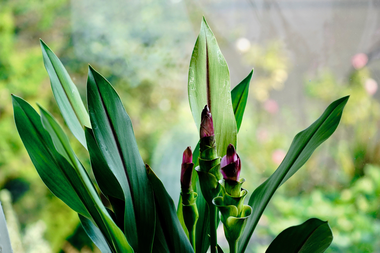 Curcuma Siam Tulip.jpg