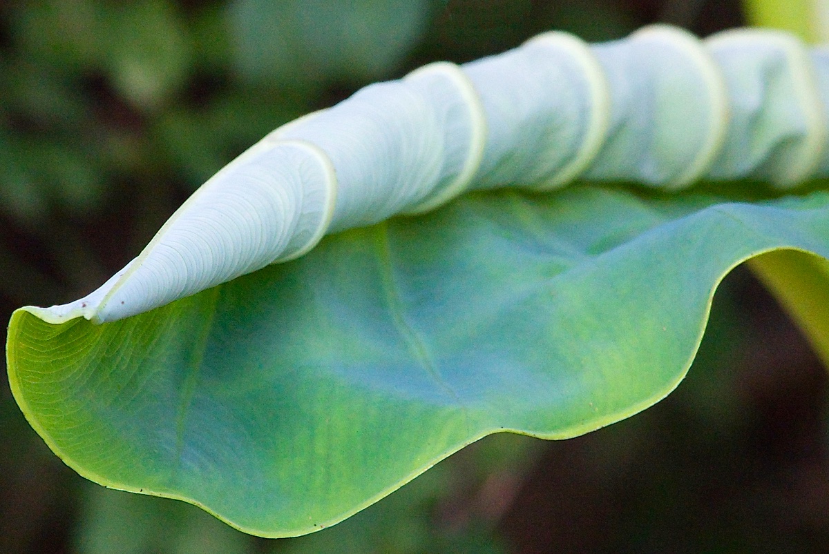 Curled Leaf.jpg