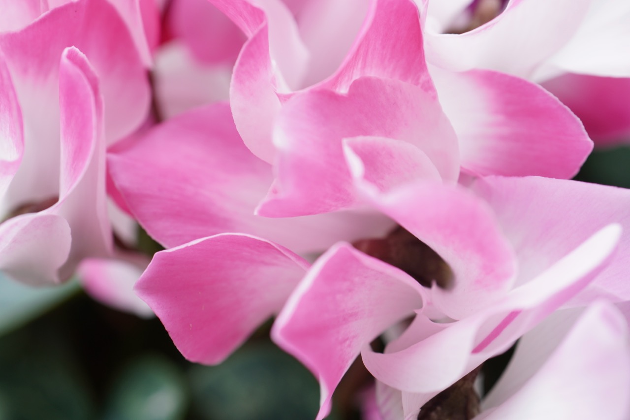 Cyclamen.jpg