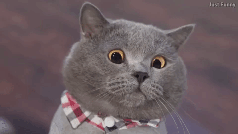 D00B769D-C031-469C-8B72-FB4C328498C3.gif
