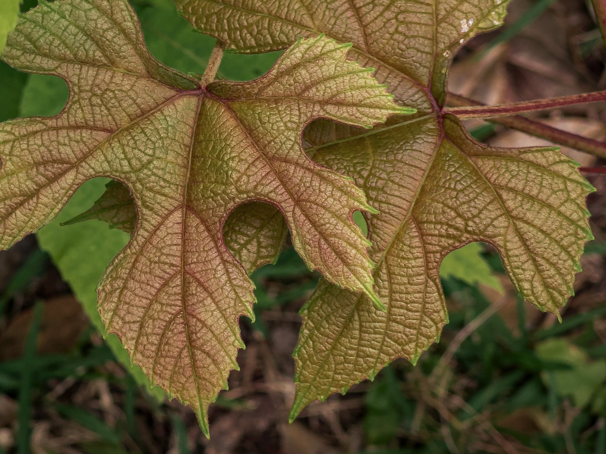D6EDD054-0568-4251-A6C7-A338A47172F1.jpeg