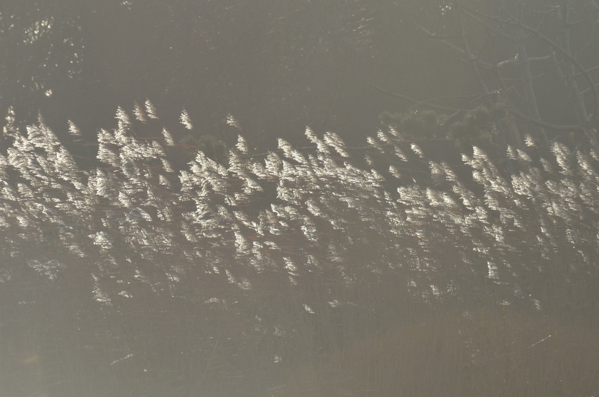 D7K_0376.jpg