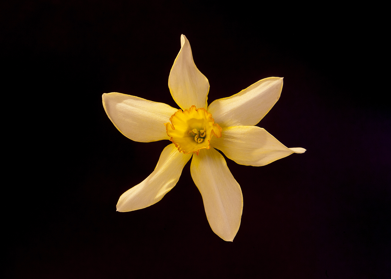 daff 2crop1280.jpg