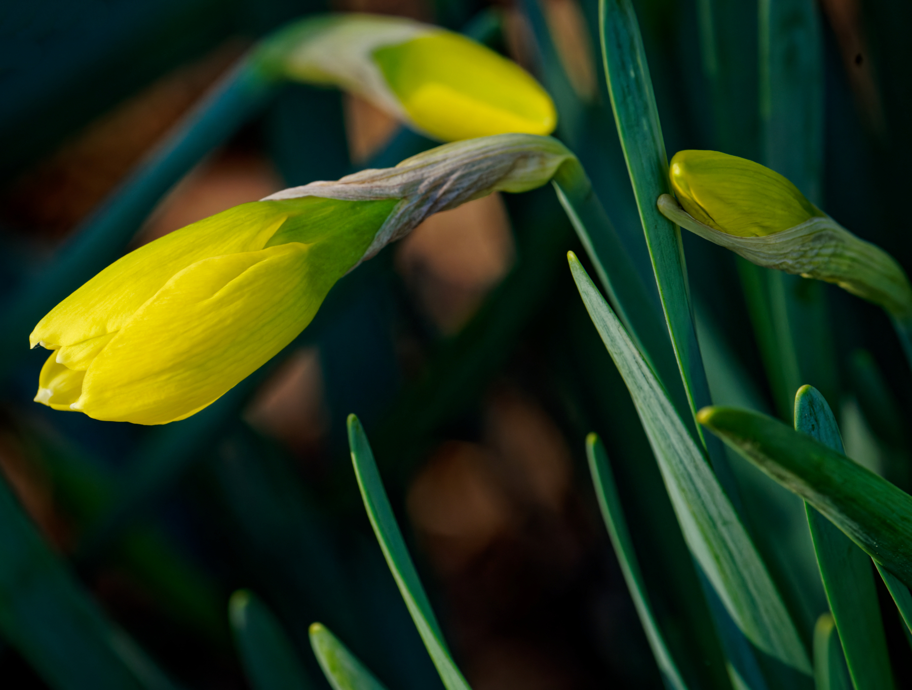 Daffodil Blossoms on the Way.jpeg