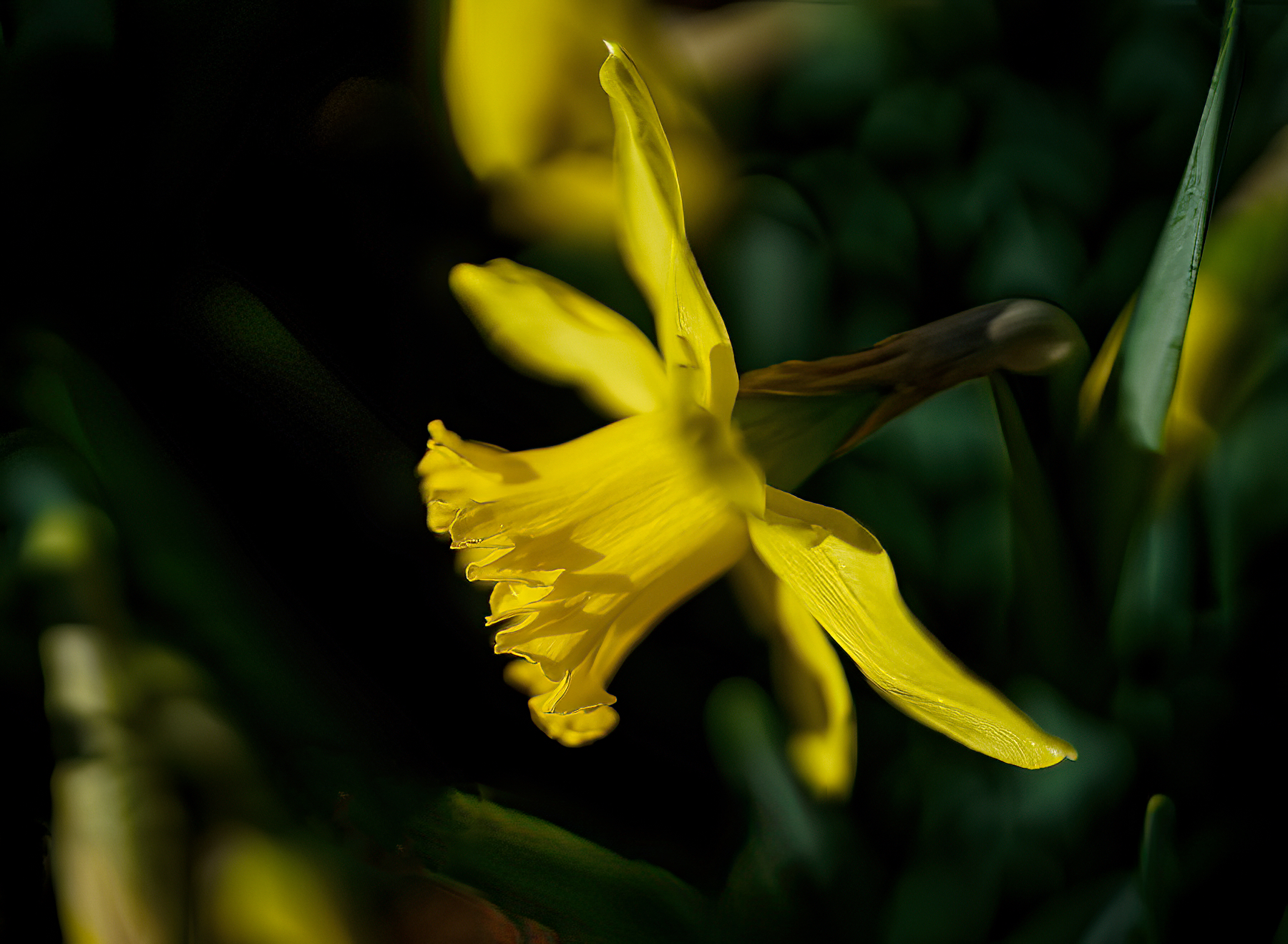 Daffodil  in Bloom.jpeg