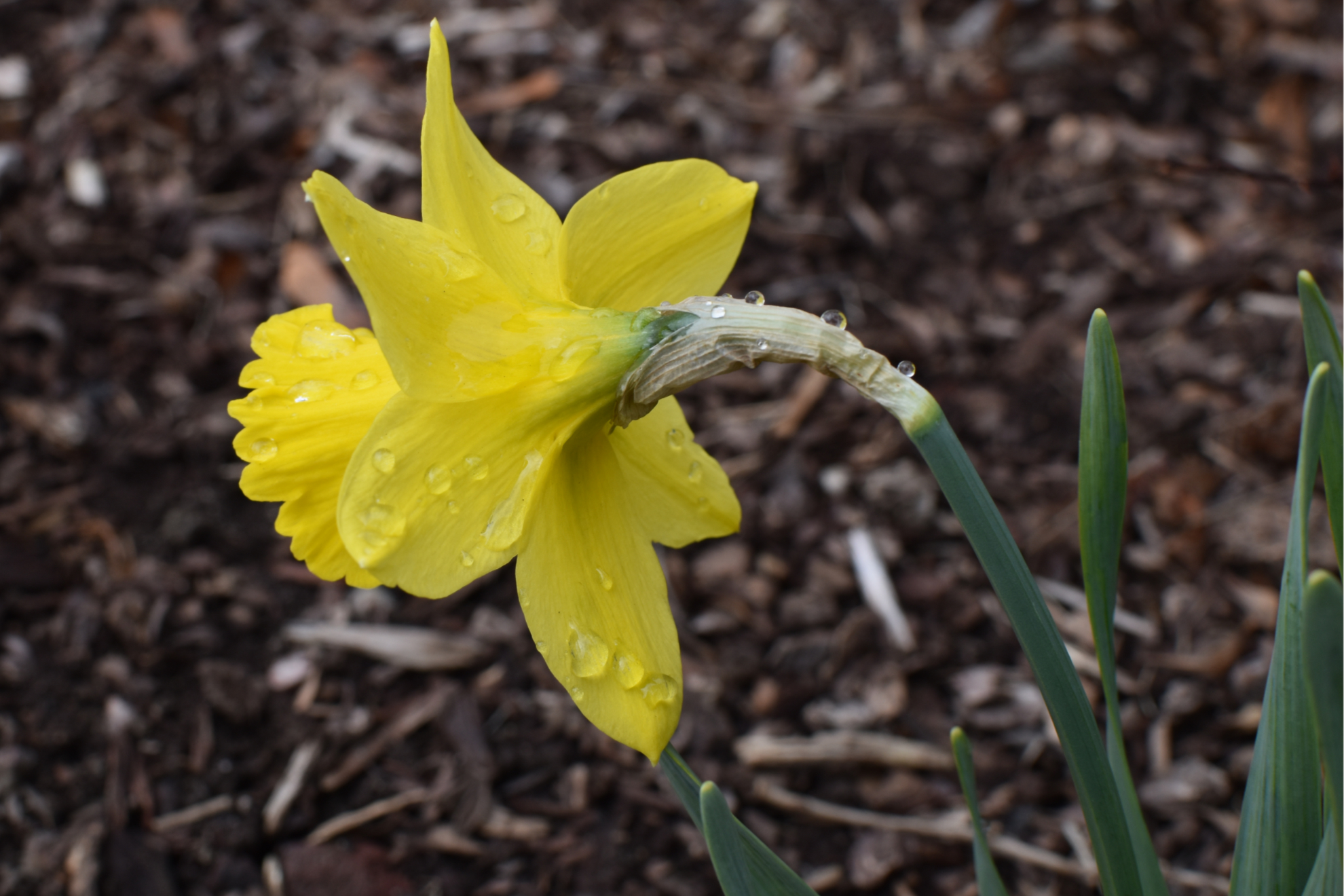 daffodil_water_drops.jpg