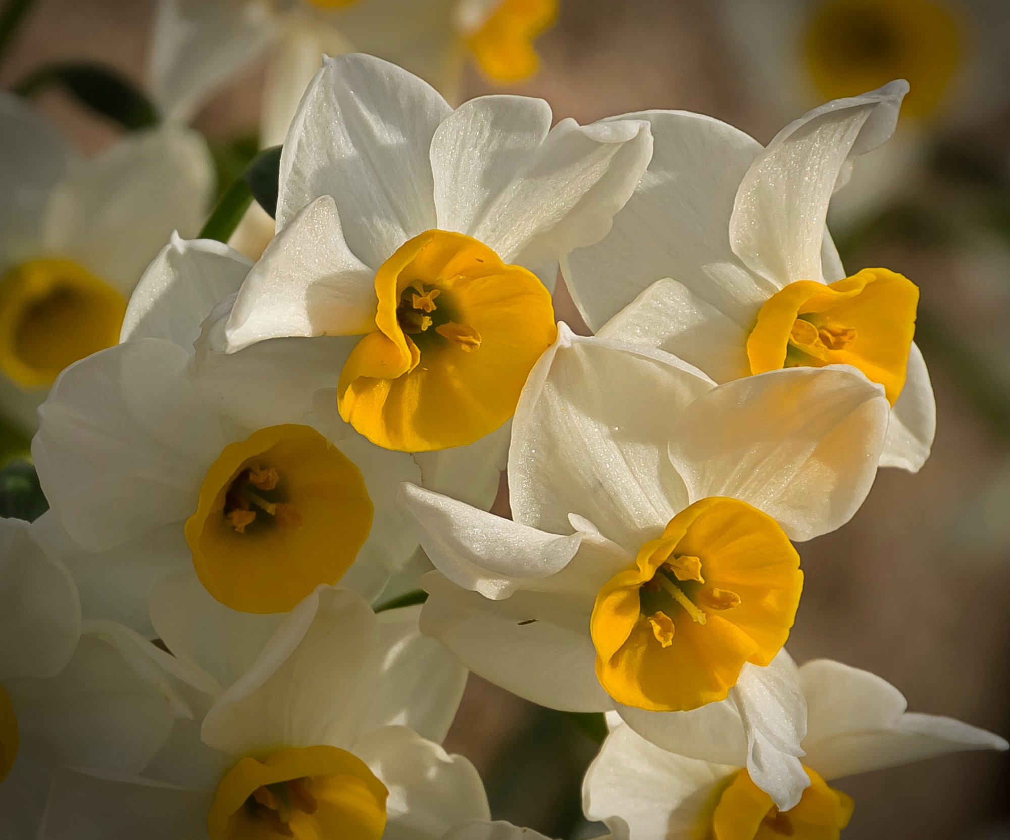 daffodills 3091 01.013.23 xv crop.jpg