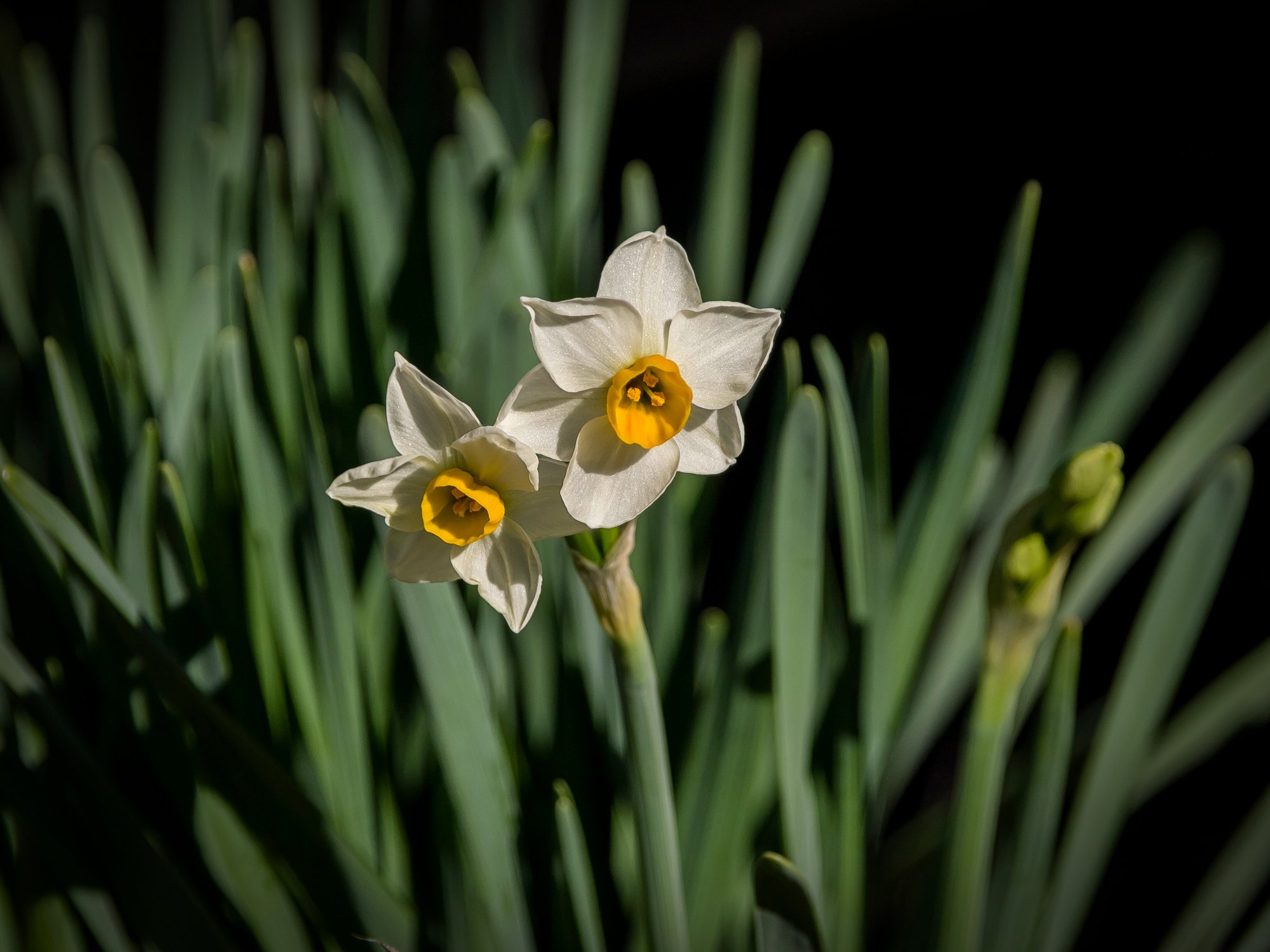 daffodils 2883 01.09.23 xv.jpg