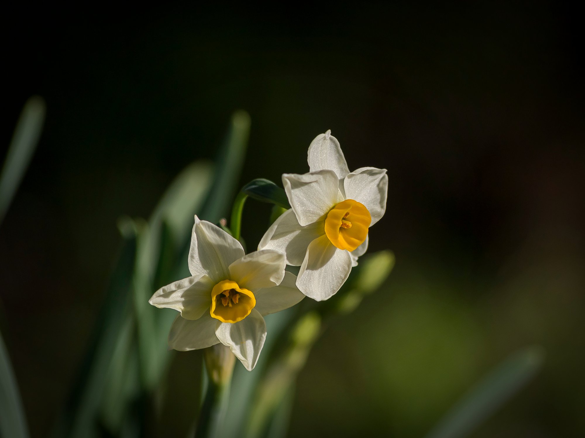 daffodils 2893 01.09.23 xv.jpg