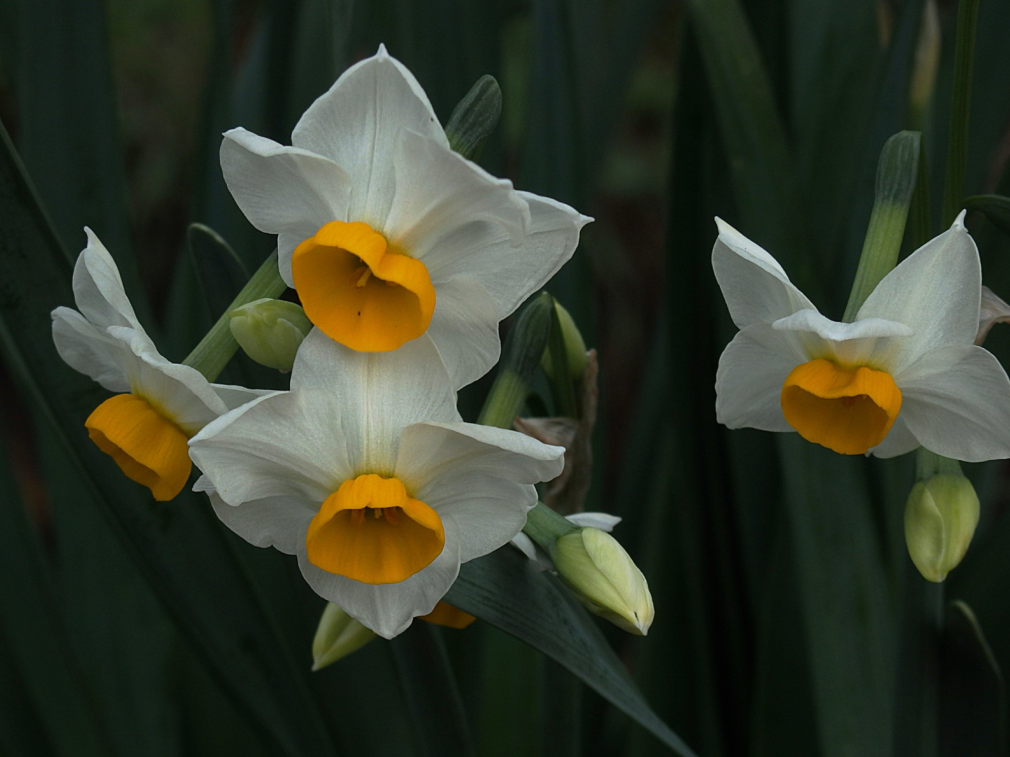 daffodils again.jpg