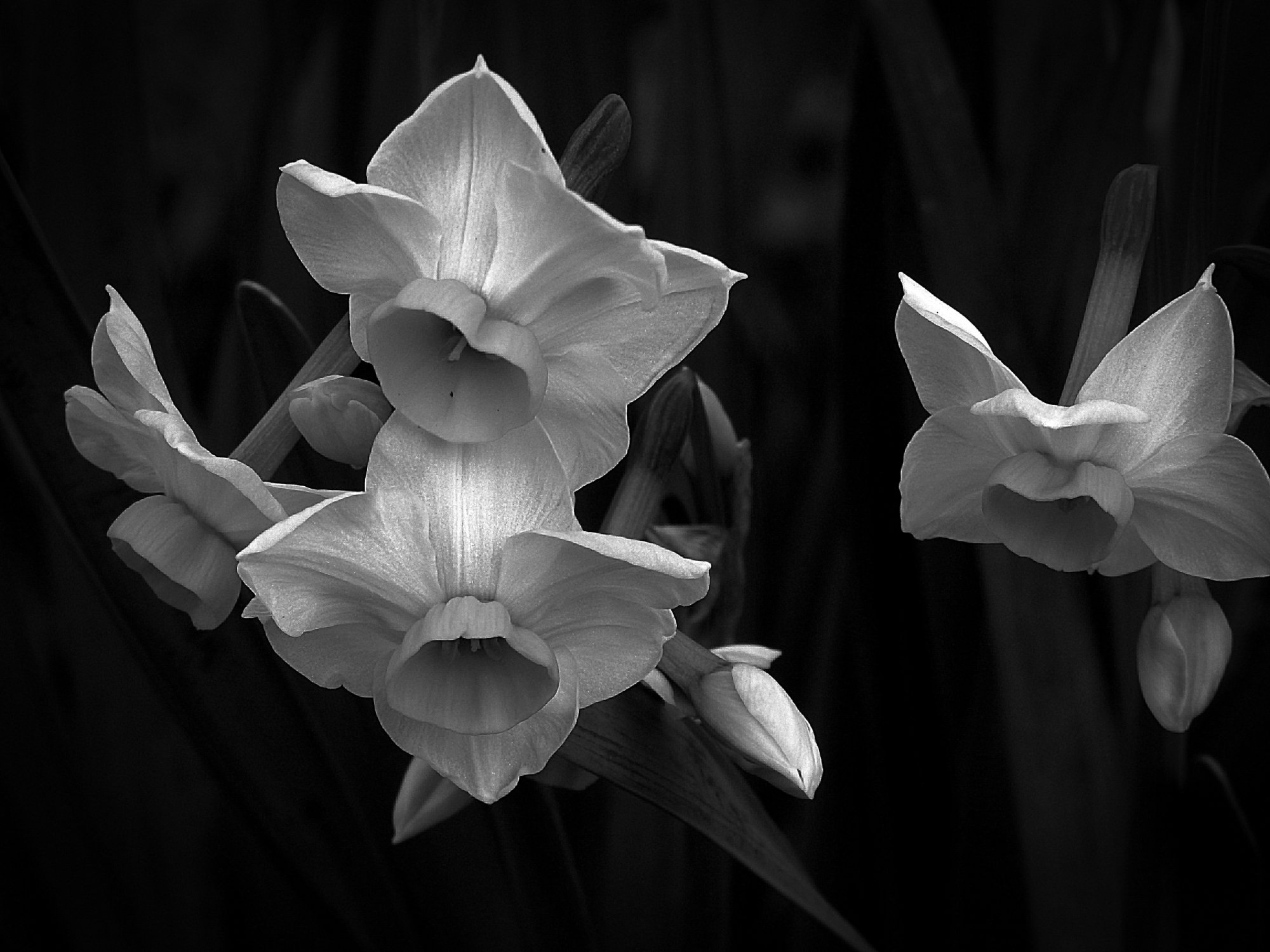 daffodils again xbwv5.jpg