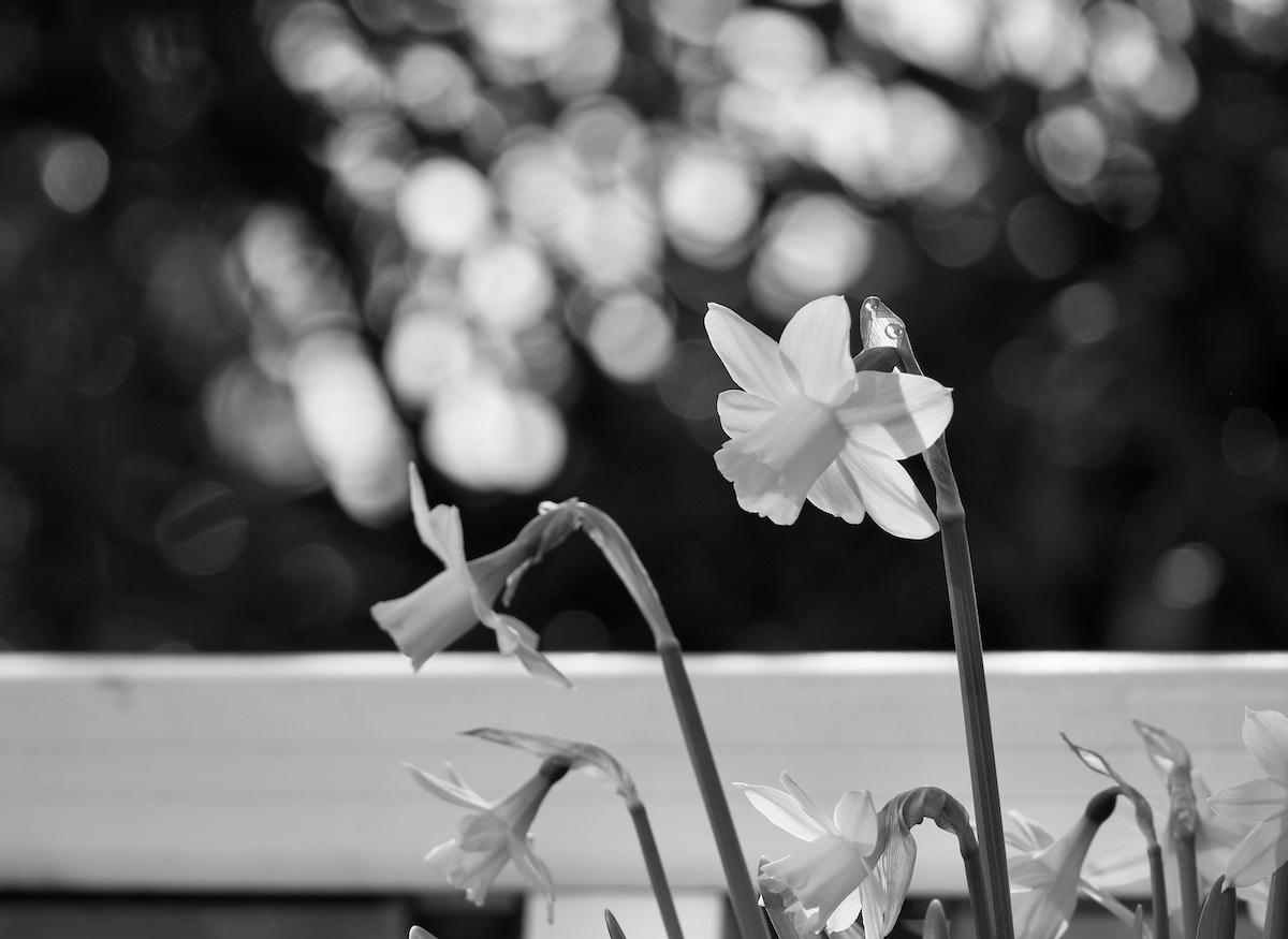 Daffodils B&W.jpeg