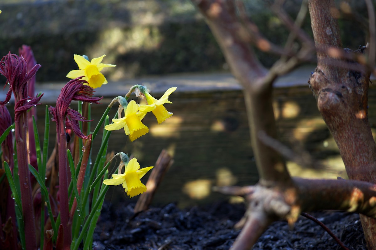 Daffodils&C.jpeg