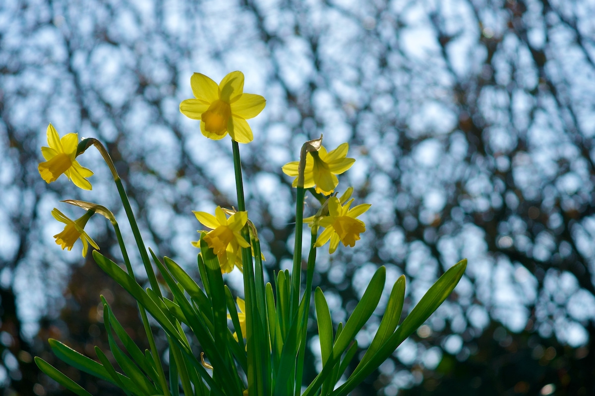 Daffodils*.jpeg