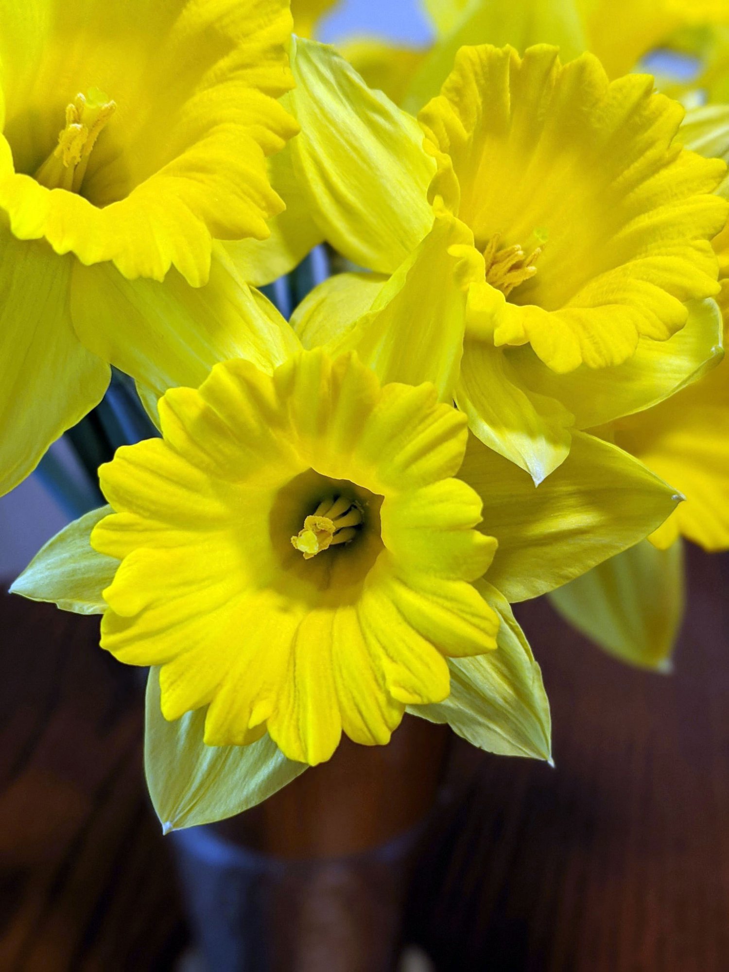 daffodils2.jpg