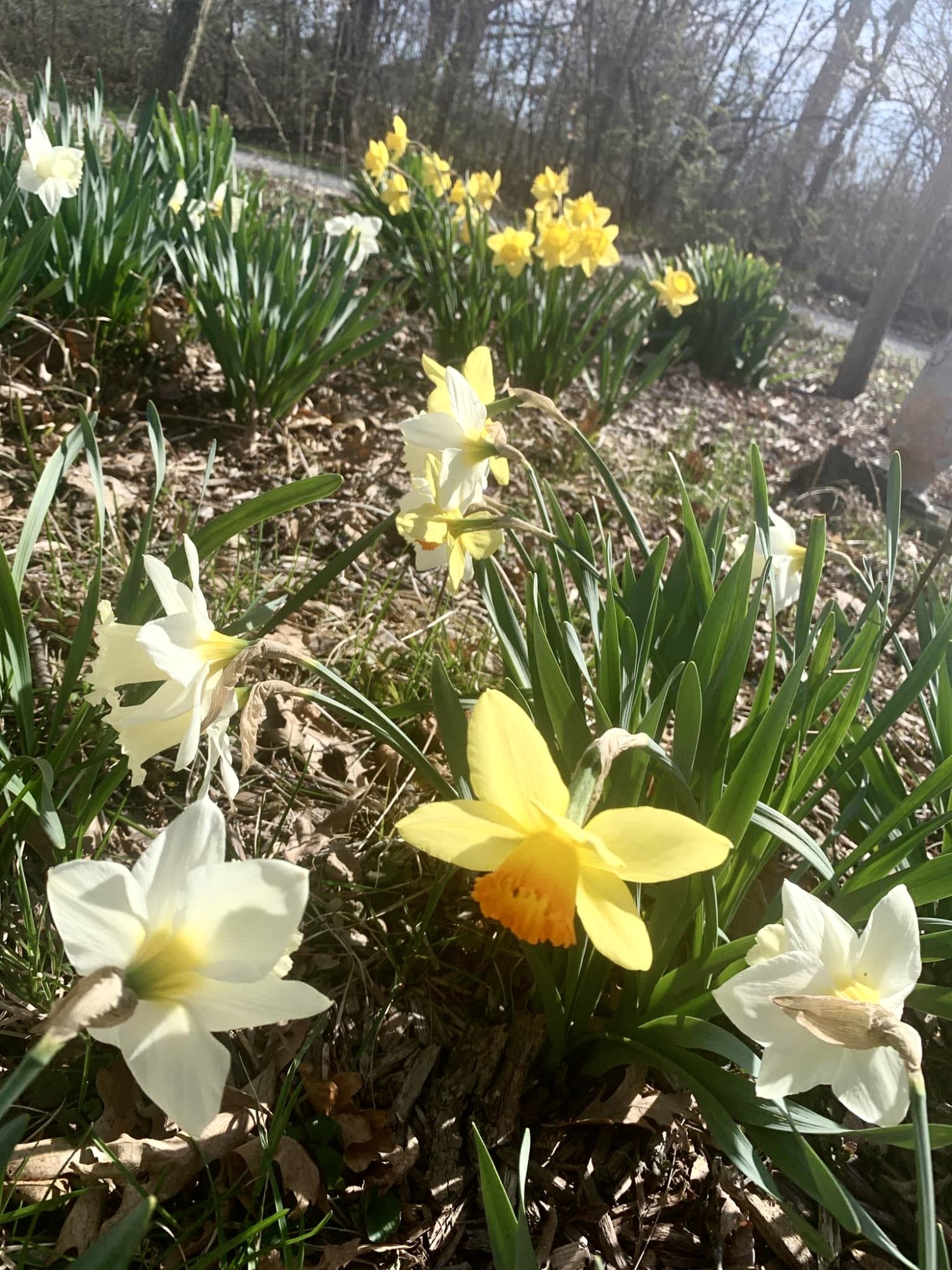 daffodils2.jpg